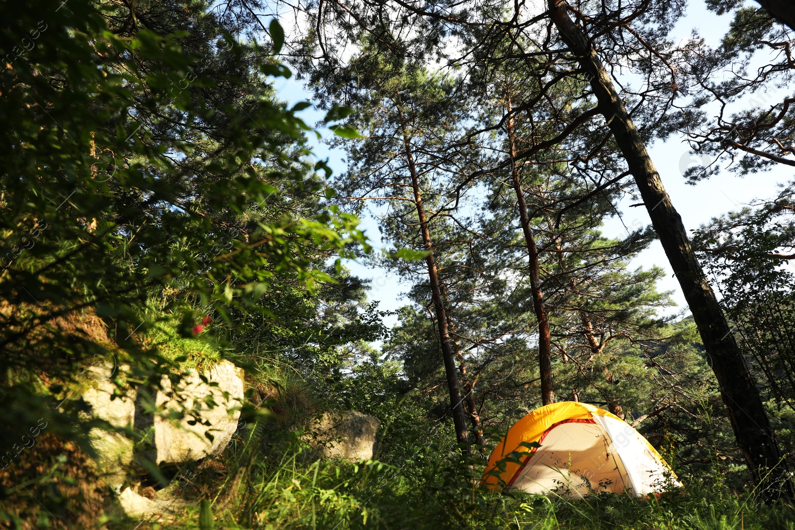 Photo of Modern camping tent in forest at summer, space for text