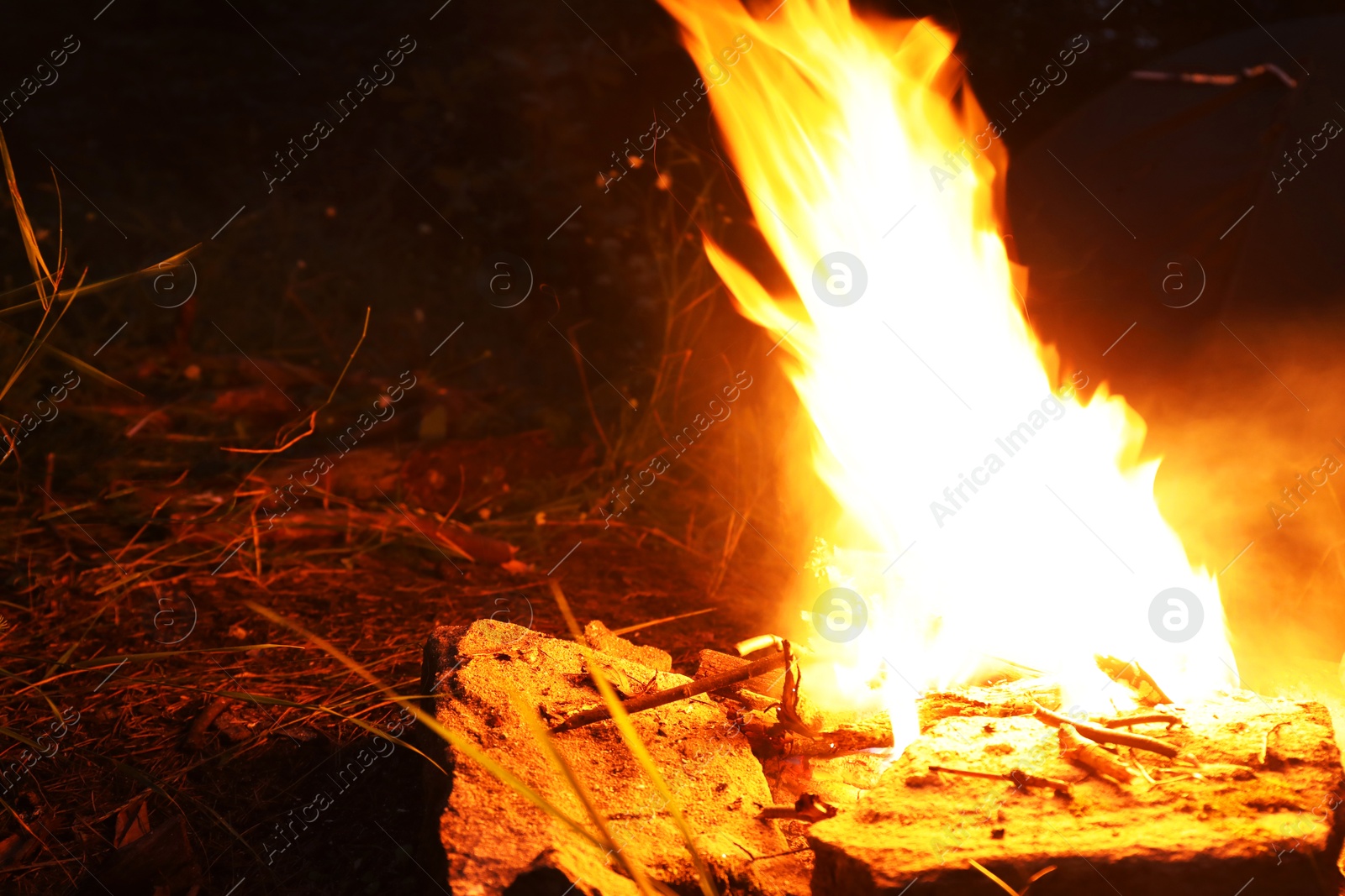 Photo of Campfire with beautiful flame in forest at night, space for text