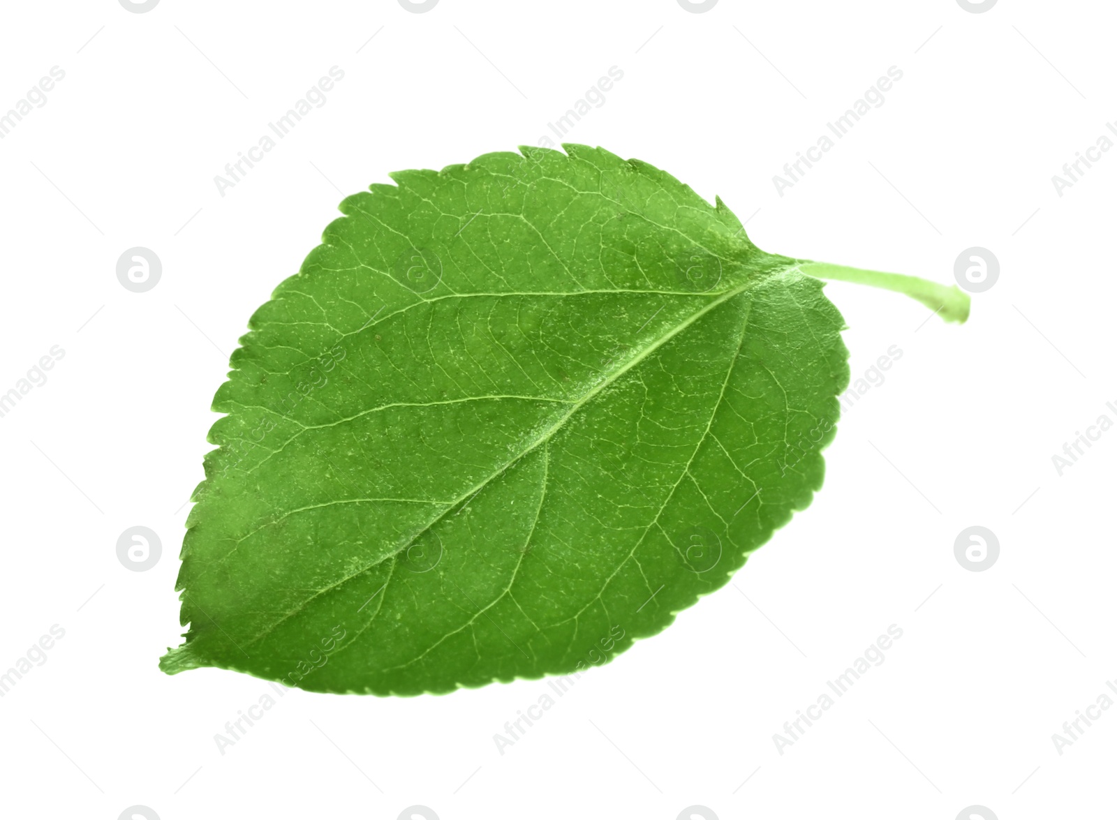 Photo of One fresh apple tree leaf isolated on white