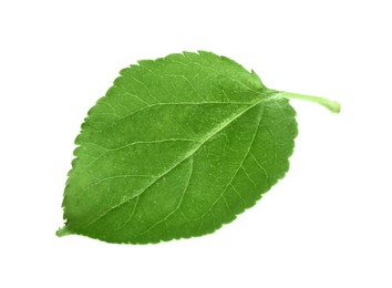 Photo of One fresh apple tree leaf isolated on white