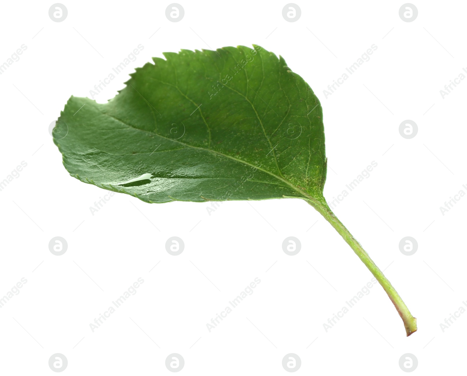 Photo of One fresh apple tree leaf isolated on white