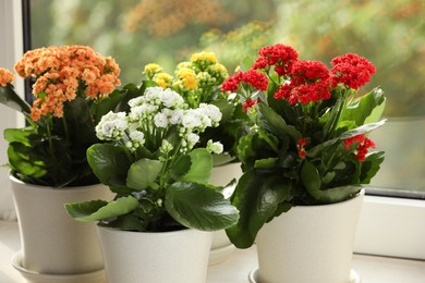 Photo of Different beautiful kalanchoe flowers in pots on windowsill