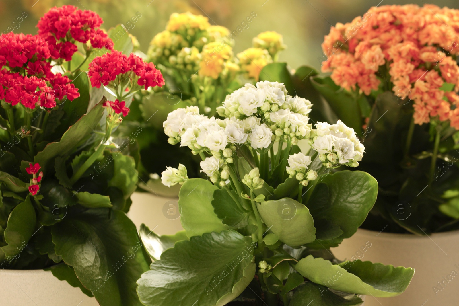 Photo of Different beautiful kalanchoe flowers in pots indoors, closeup