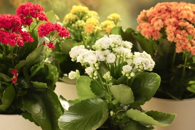 Different beautiful kalanchoe flowers in pots indoors, closeup