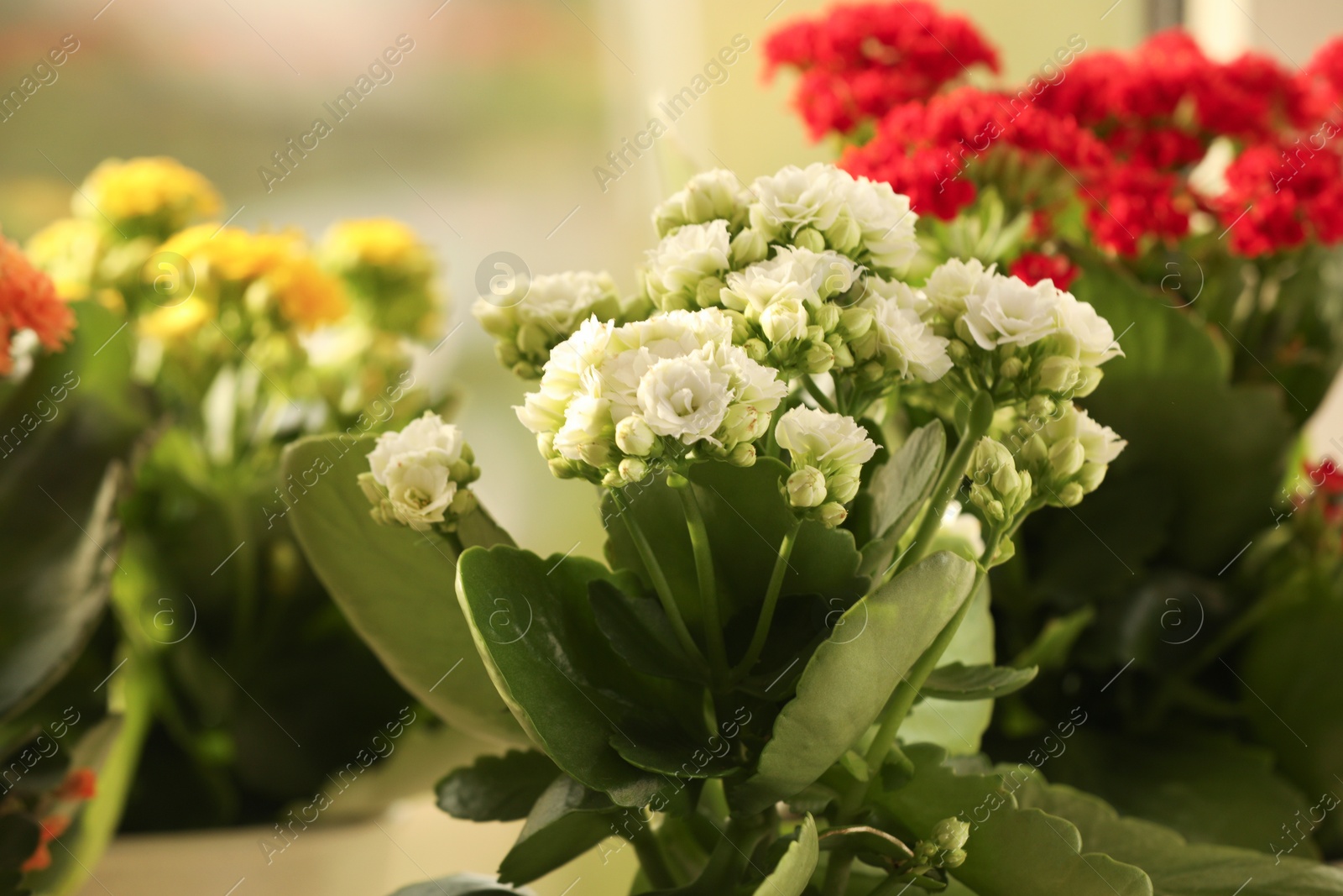 Photo of Different beautiful potted kalanchoe flowers indoors, closeup