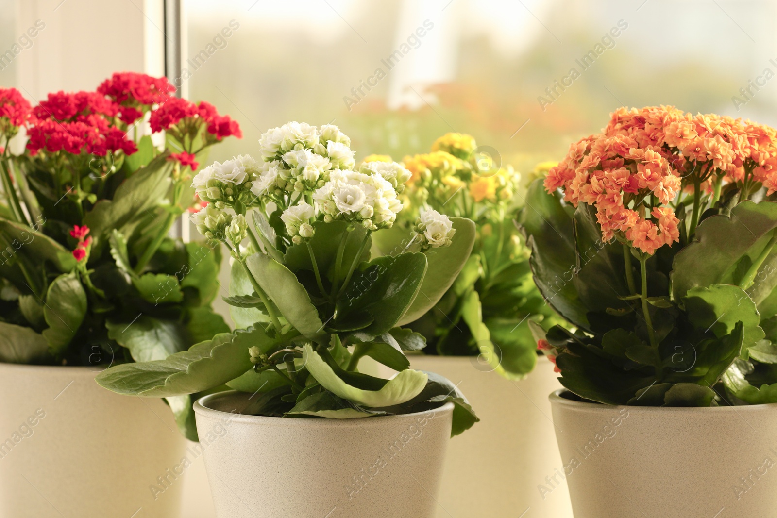 Photo of Different beautiful kalanchoe flowers in pots indoors