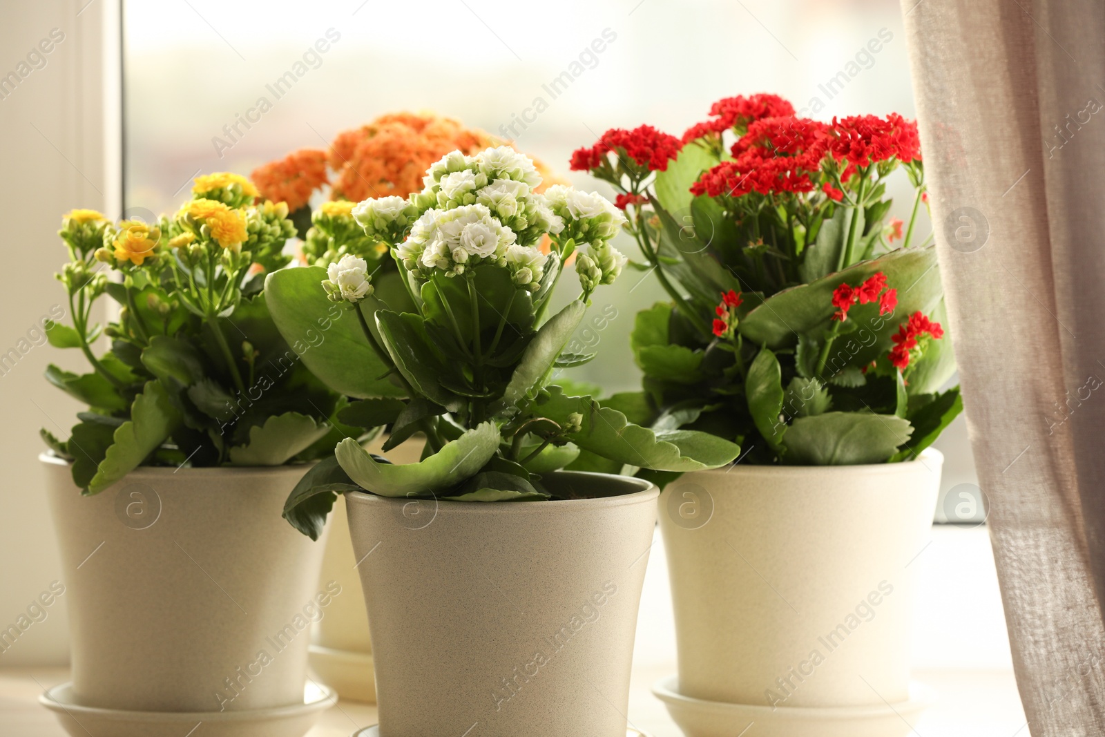 Photo of Different beautiful kalanchoe flowers in pots on windowsill