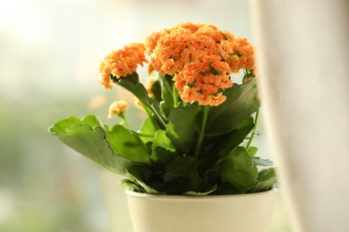 Photo of Beautiful kalanchoe flower in pot near window, closeup