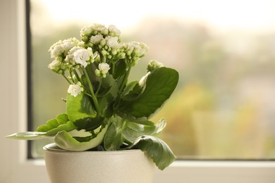 Beautiful kalanchoe flower in pot near window, closeup. Space for text