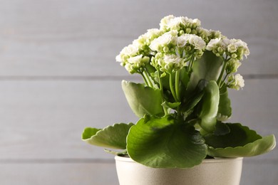 Photo of Beautiful white kalanchoe flower in pot on blurred gray background, closeup. Space for text