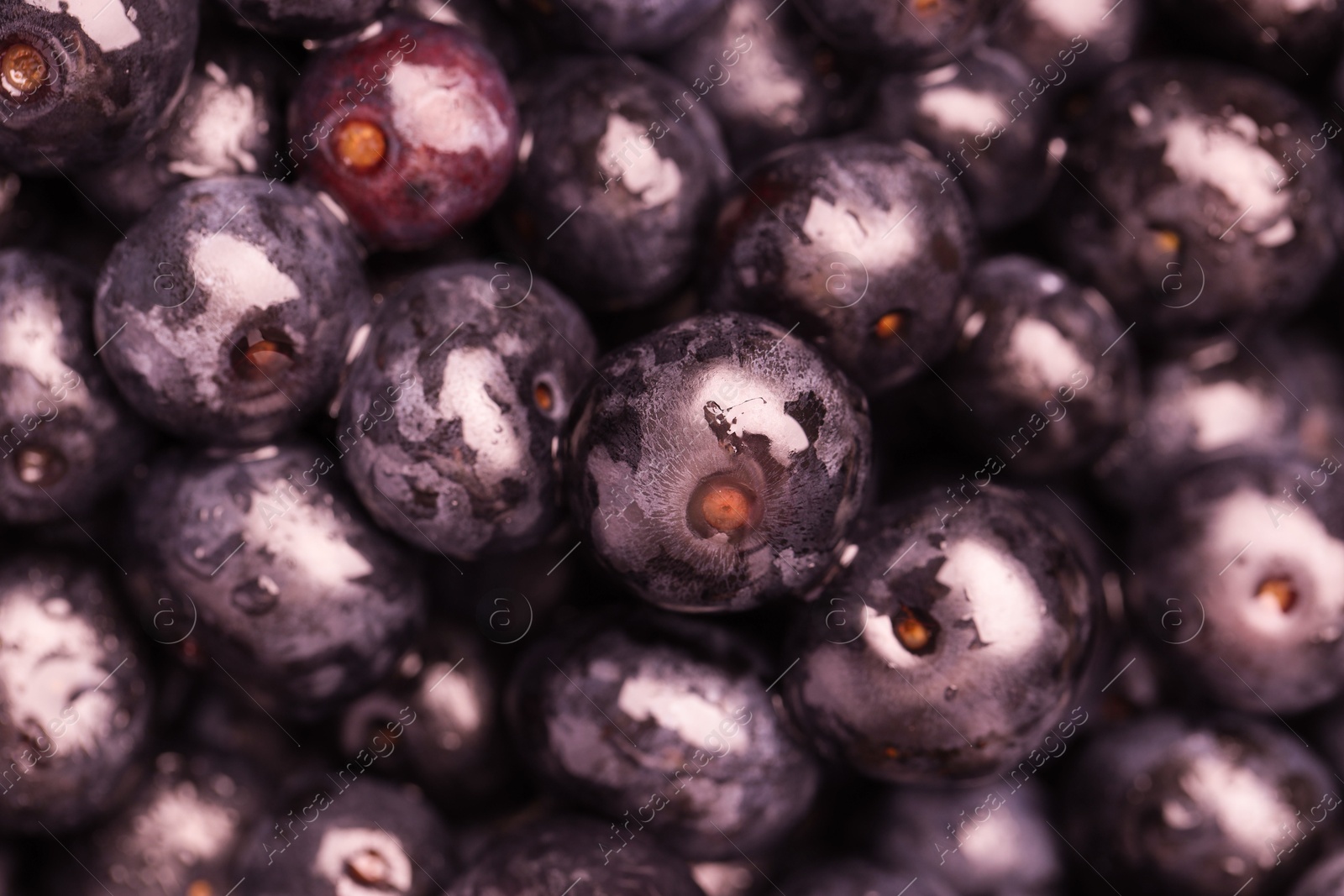 Photo of Wet acai berries as background, closeup view