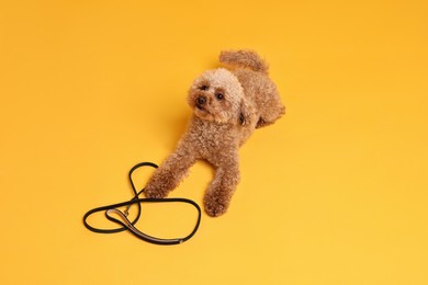 Photo of Walking with dog. Cute Maltipoo with leash on orange background