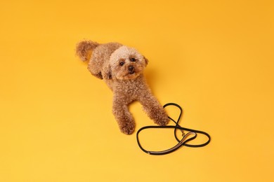 Photo of Walking with dog. Cute Maltipoo with leash on orange background