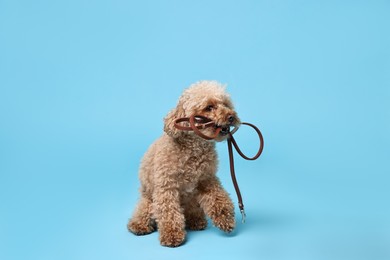 Photo of Walking with dog. Cute Maltipoo with leash on light blue background