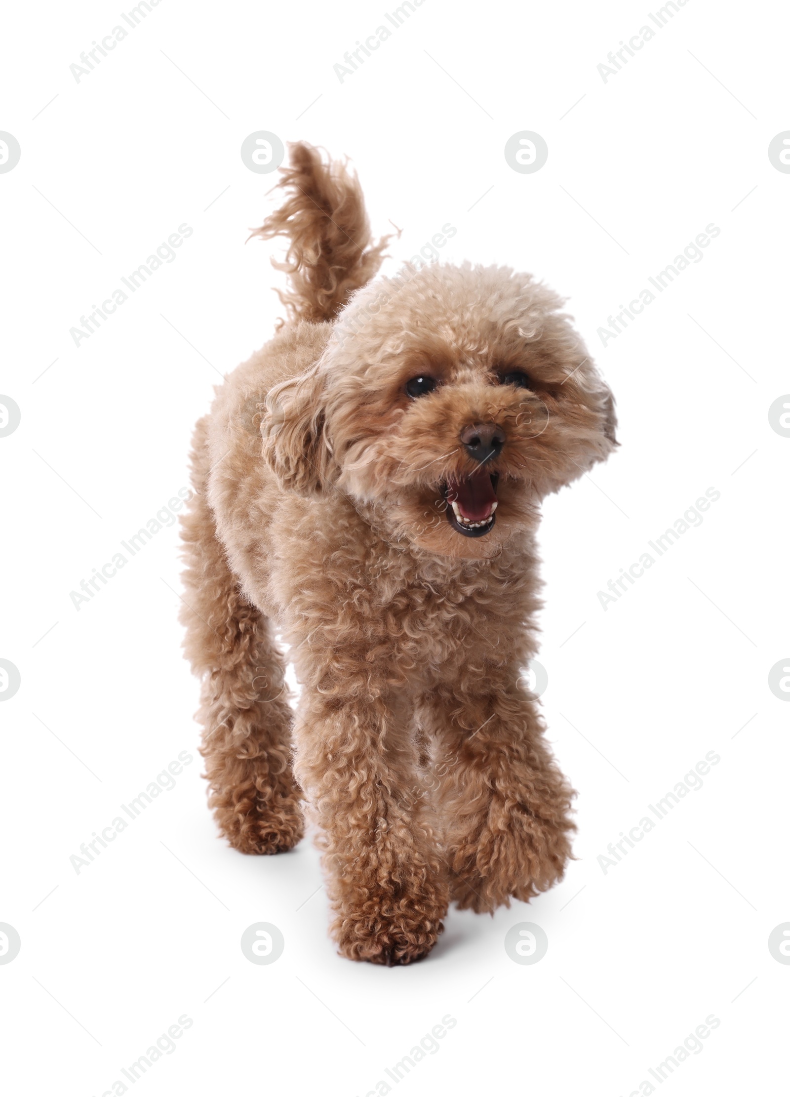 Photo of Cute Maltipoo dog on white background. Lovely pet