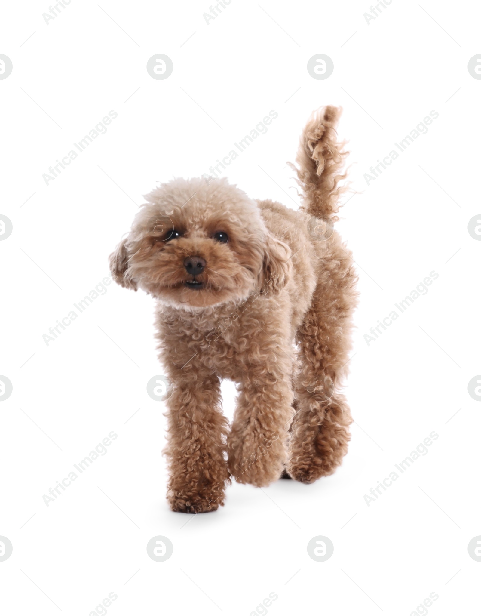 Photo of Cute Maltipoo dog on white background. Lovely pet