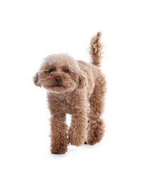 Photo of Cute Maltipoo dog on white background. Lovely pet