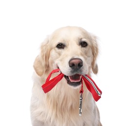 Photo of Walking with dog. Cute Golden Retriever with leash on white background