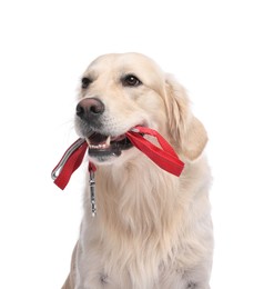 Photo of Walking with dog. Cute Golden Retriever with leash on white background