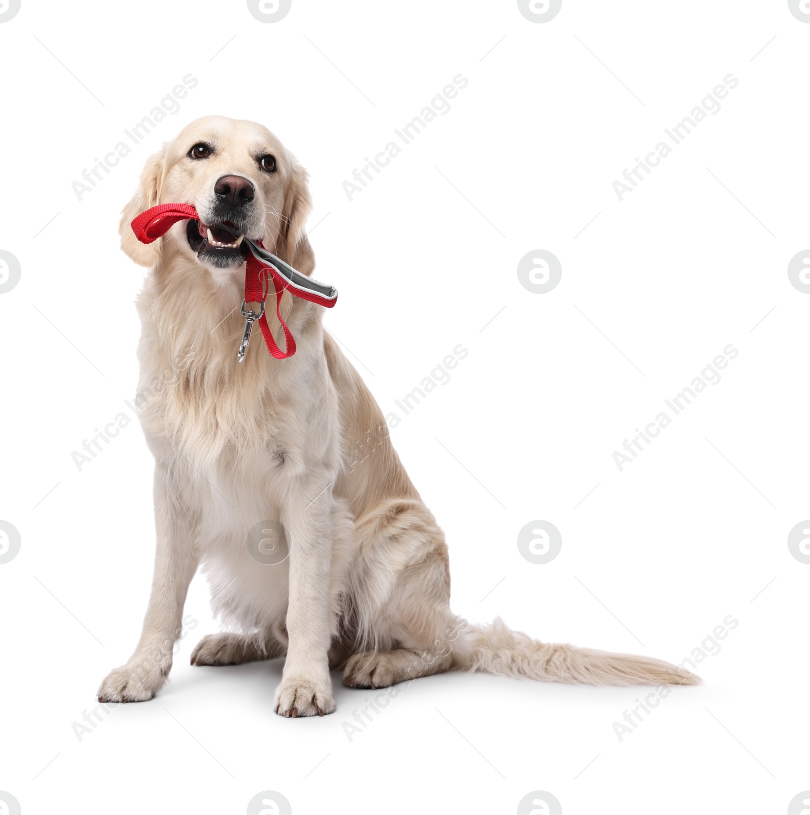 Photo of Walking with dog. Cute Golden Retriever with leash on white background