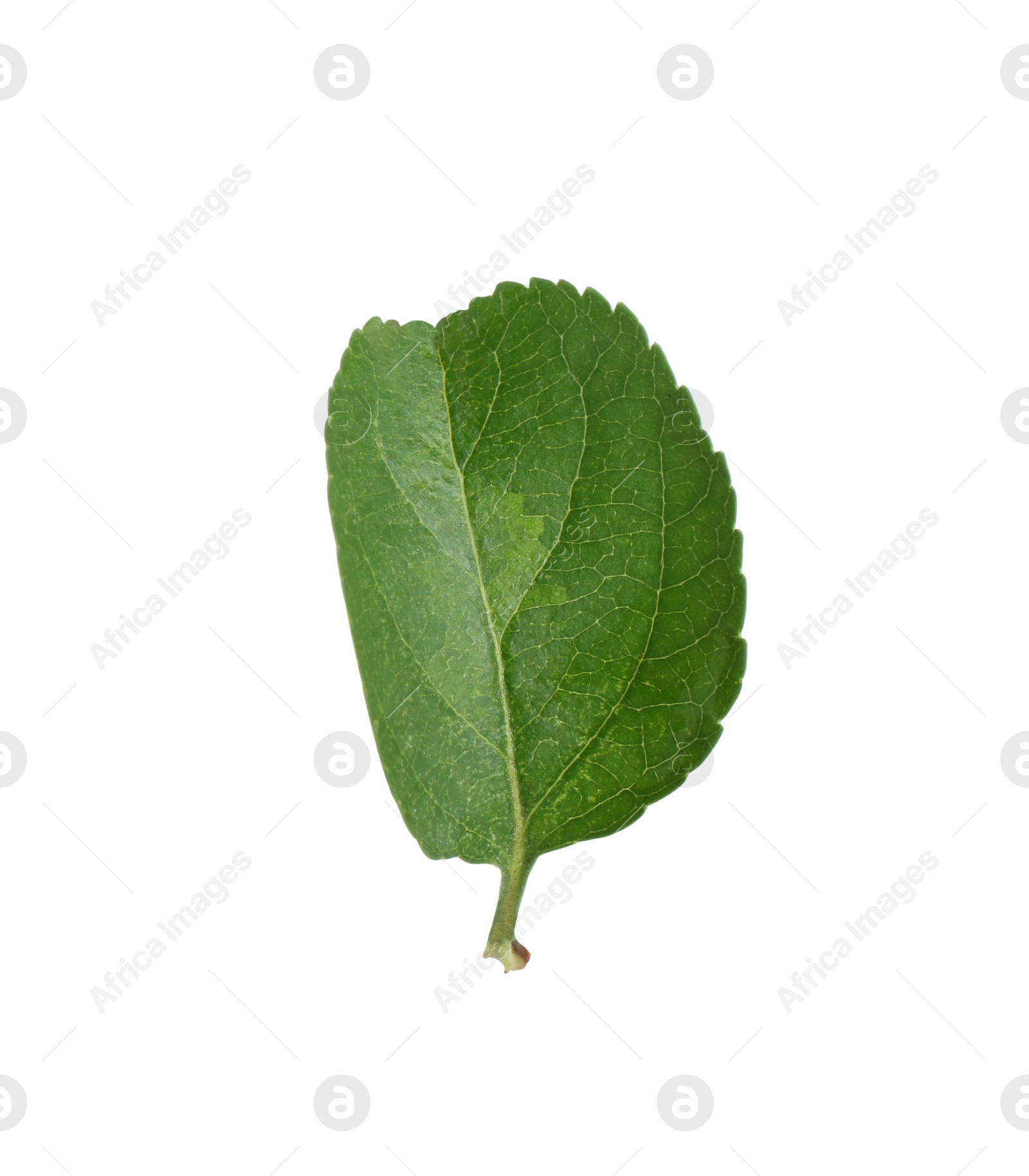 Photo of One fresh apple tree leaf isolated on white