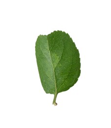 Photo of One fresh apple tree leaf isolated on white