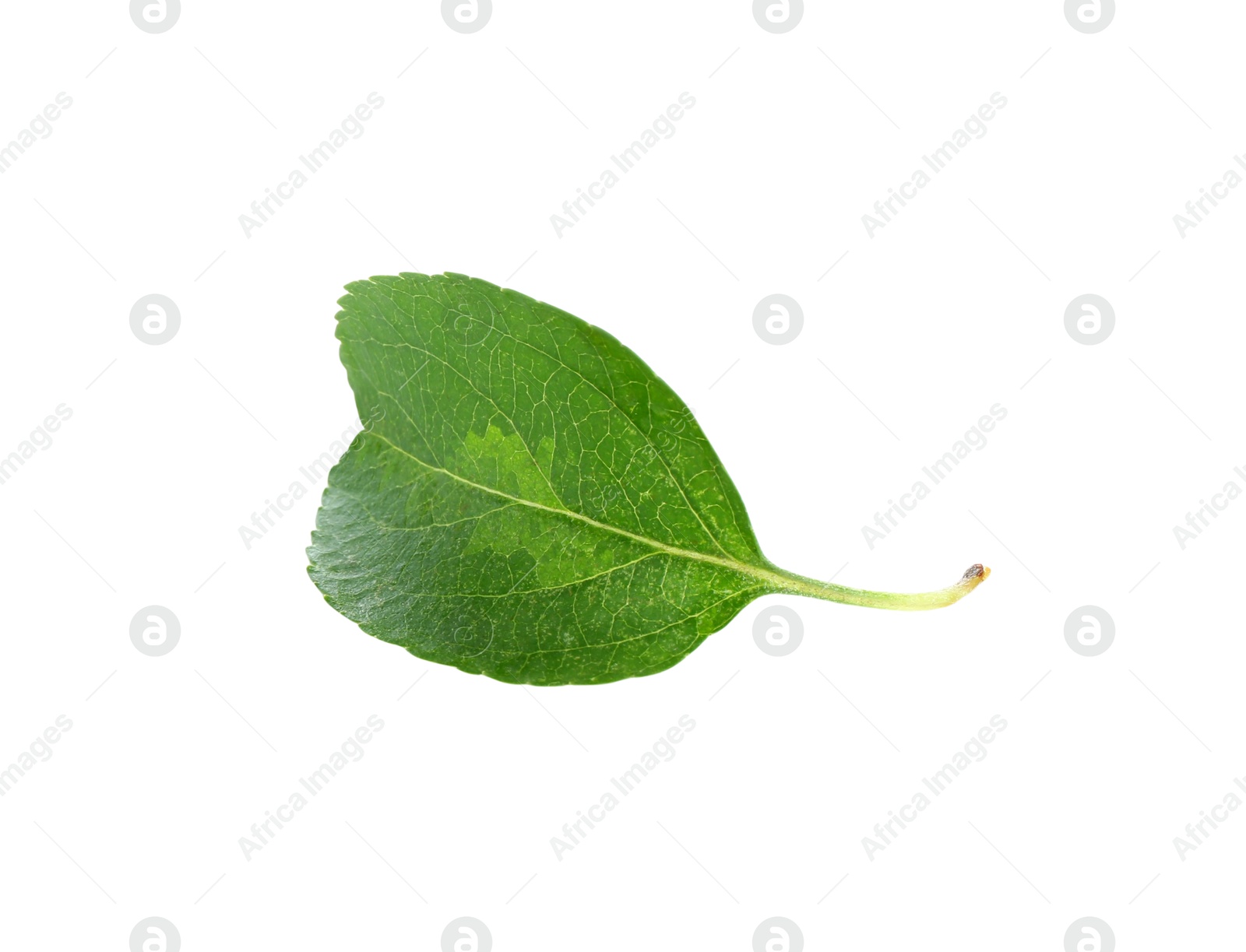 Photo of One fresh apple tree leaf isolated on white