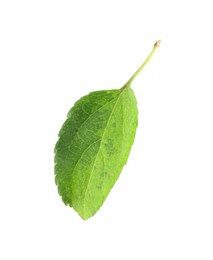 One fresh apple tree leaf isolated on white