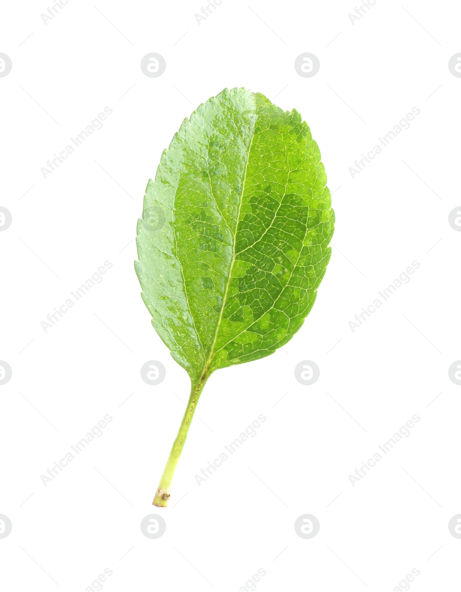 Photo of One fresh apple tree leaf isolated on white