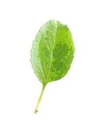 One fresh apple tree leaf isolated on white