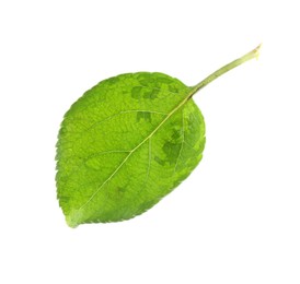 One fresh apple tree leaf isolated on white