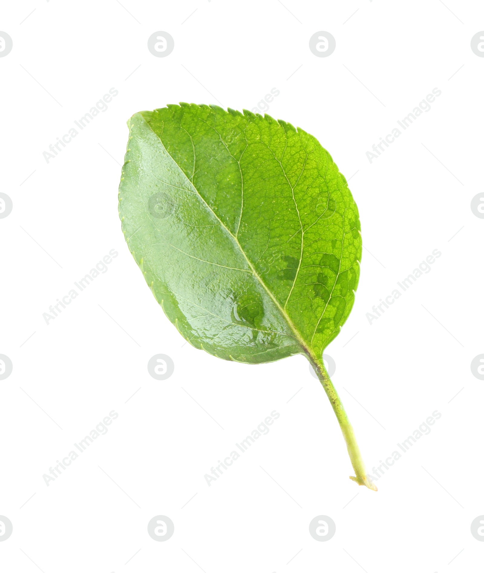 Photo of One fresh apple tree leaf isolated on white