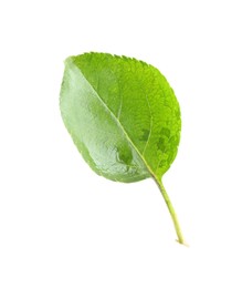 Photo of One fresh apple tree leaf isolated on white