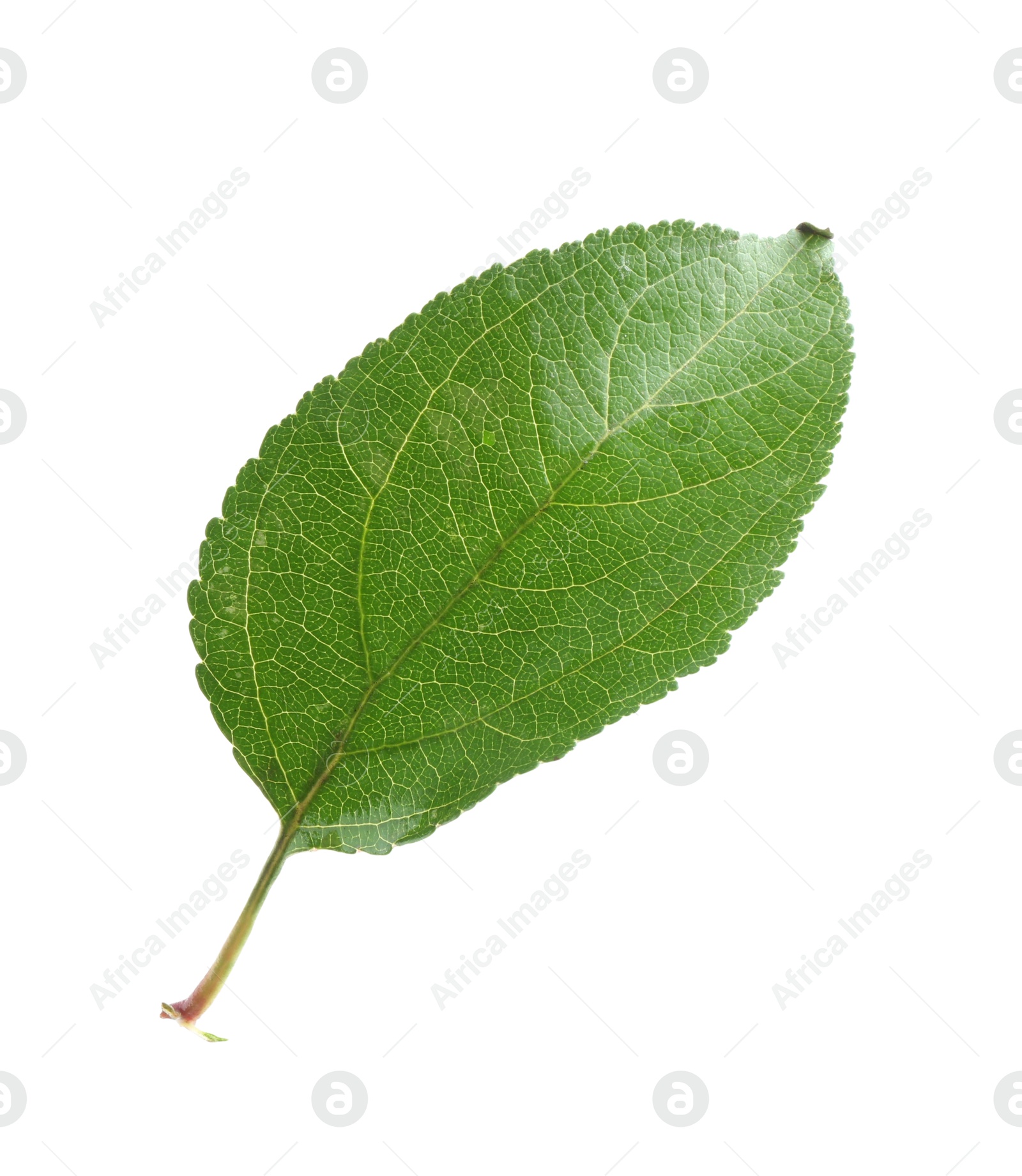 Photo of One fresh apple tree leaf isolated on white