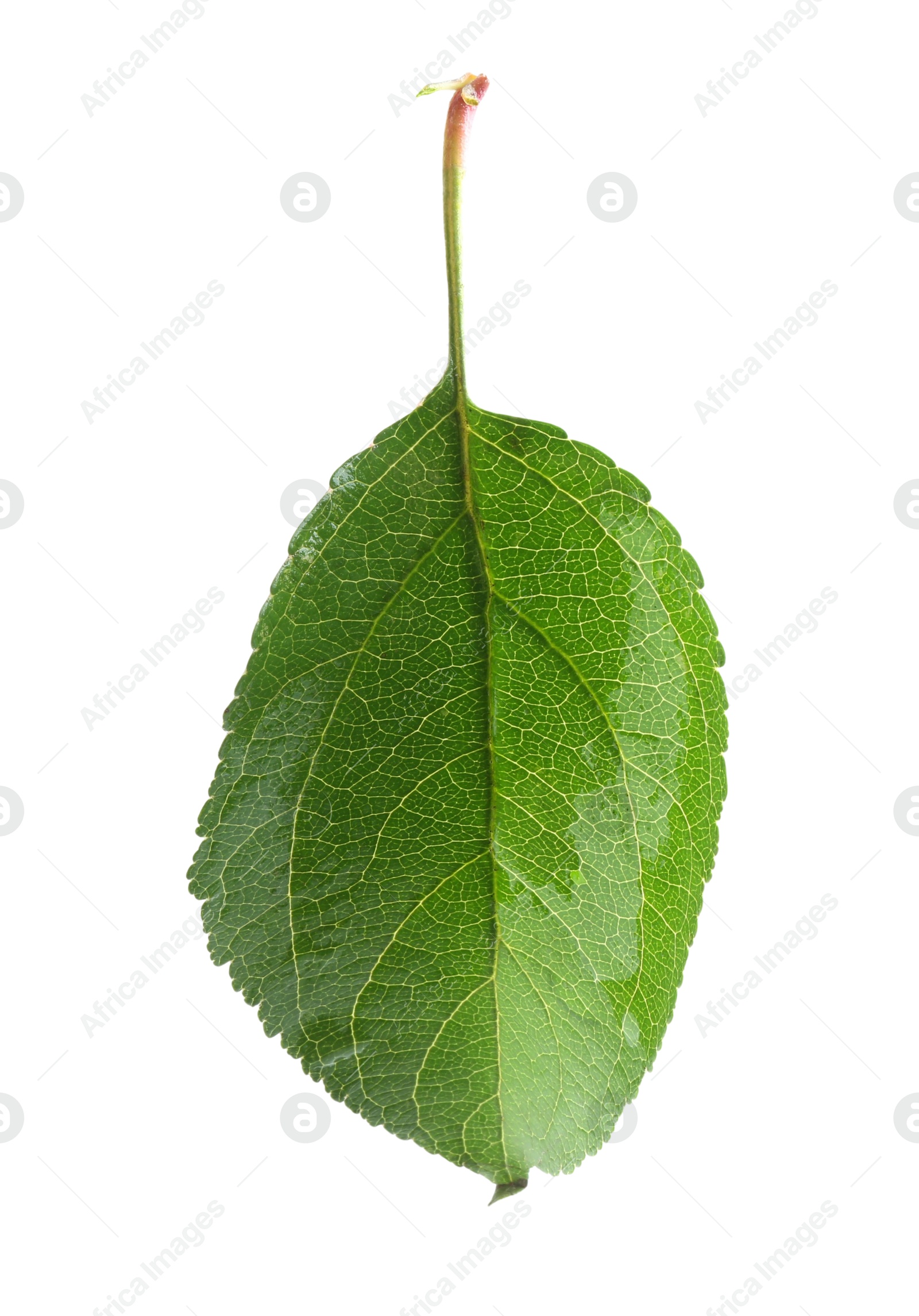 Photo of One fresh apple tree leaf isolated on white