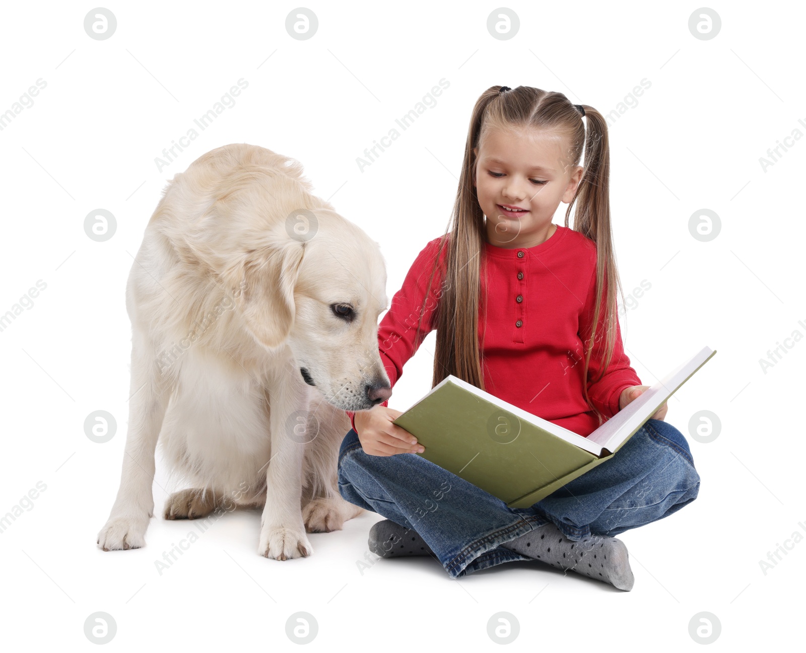 Photo of Girl with book and her cute Golden Retriever dog on white background