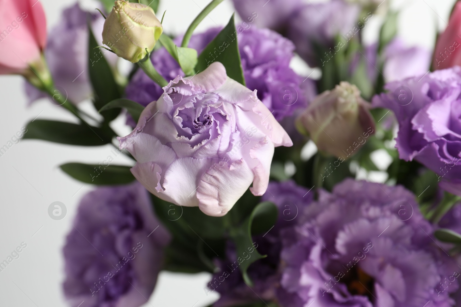 Photo of Beautiful eustoma flowers on blurred background, closeup