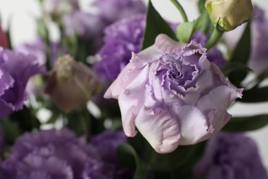 Beautiful eustoma flowers on blurred background, closeup