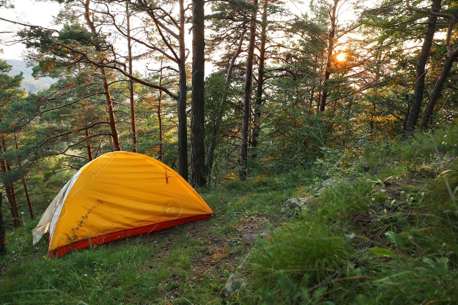 Photo of Modern camping tent in forest at summer, space for text