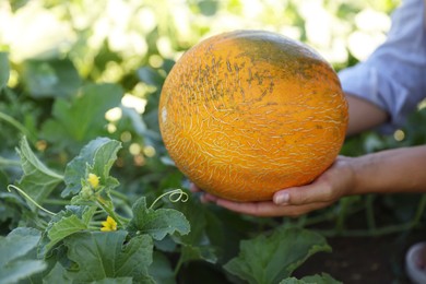 Woman picking ripe melon in field, closeup