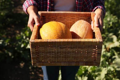 Photo of Woman holding wicker crate with ripe melons in field on sunny day, closeup