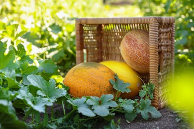 Ripe melons with wicker crate in field