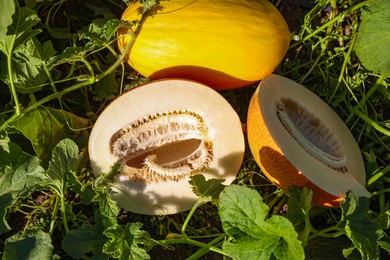 Photo of Whole and cut ripe melons in field on sunny day, flat lay