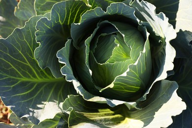 Photo of Green cabbage growing on sunny day, closeup