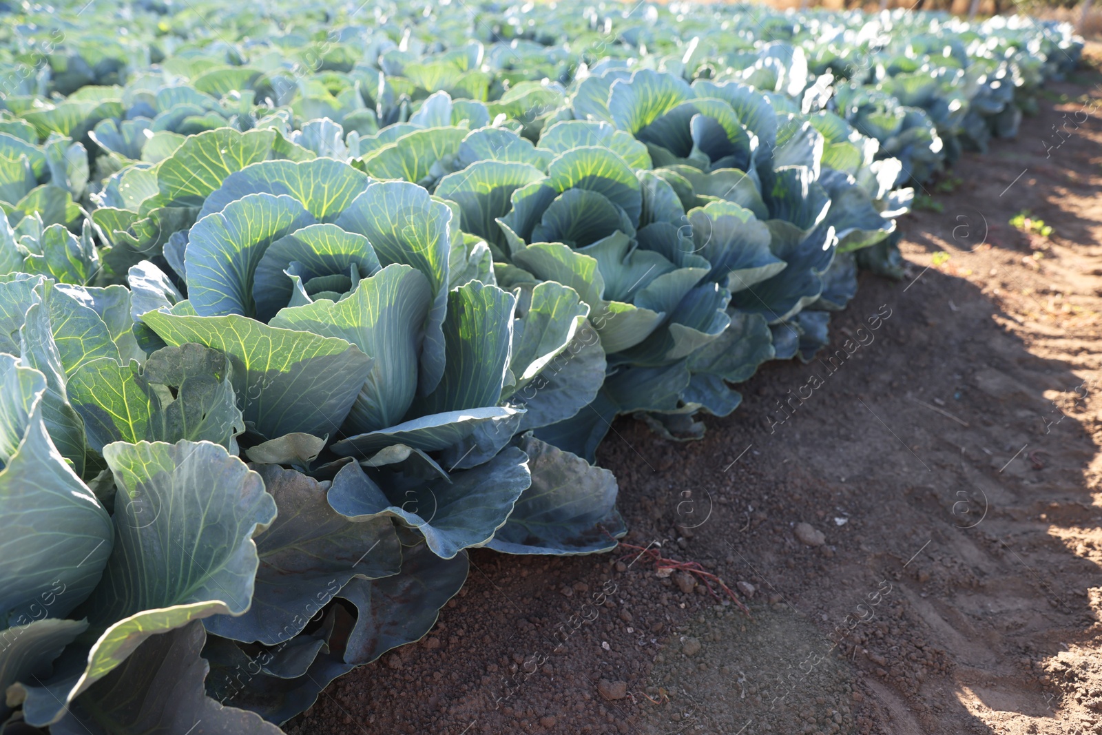 Photo of Green cabbages growing in field on sunny day