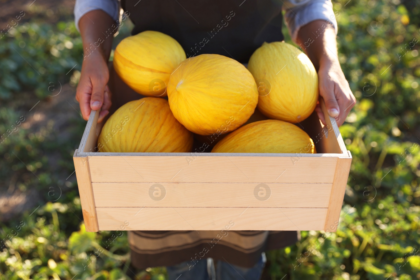 Photo of Woman holding wooden crate of ripe melons in field, closeup