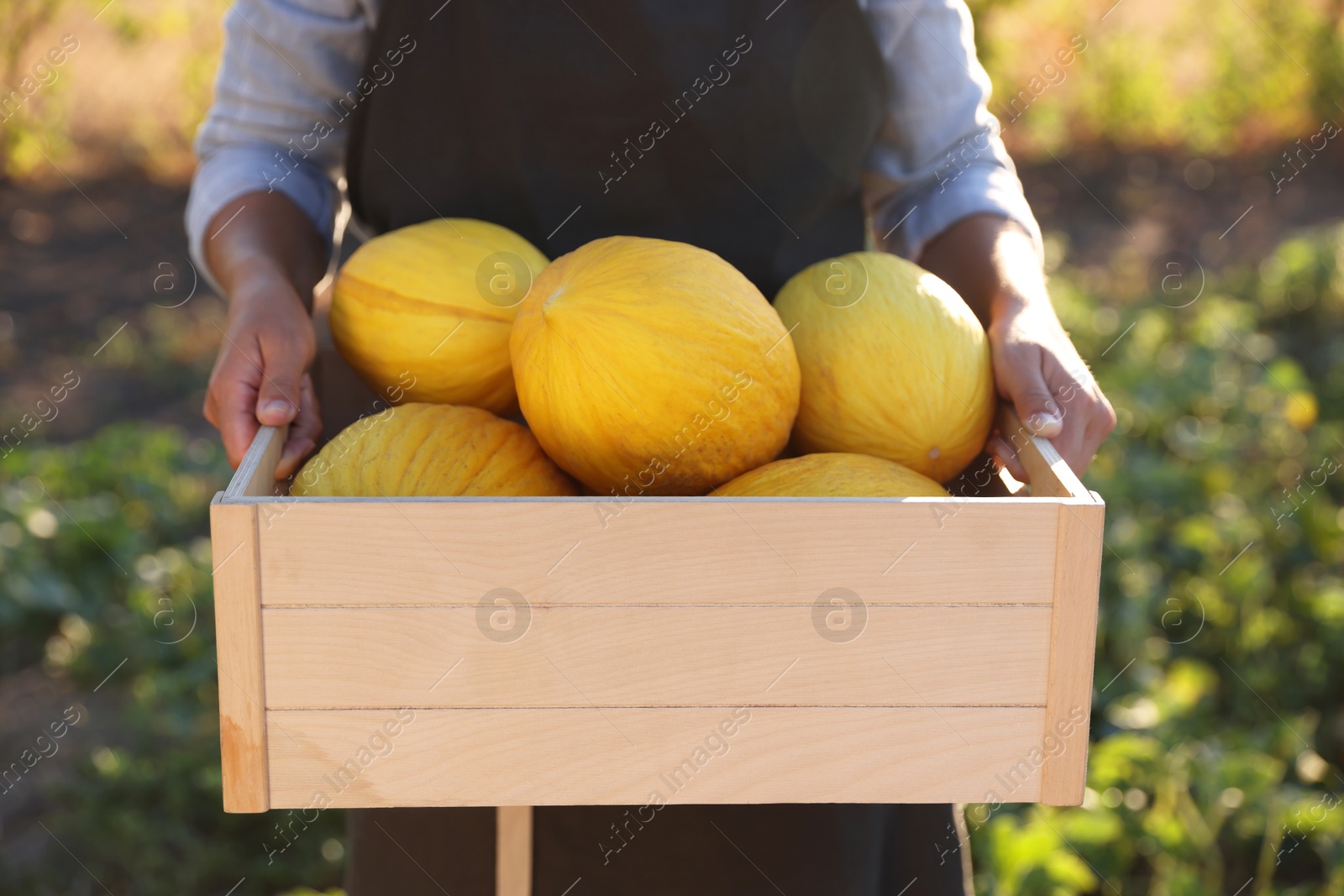 Photo of Woman holding wooden crate of ripe melons in field, closeup