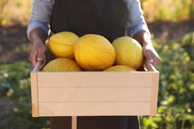 Photo of Woman holding wooden crate of ripe melons in field, closeup