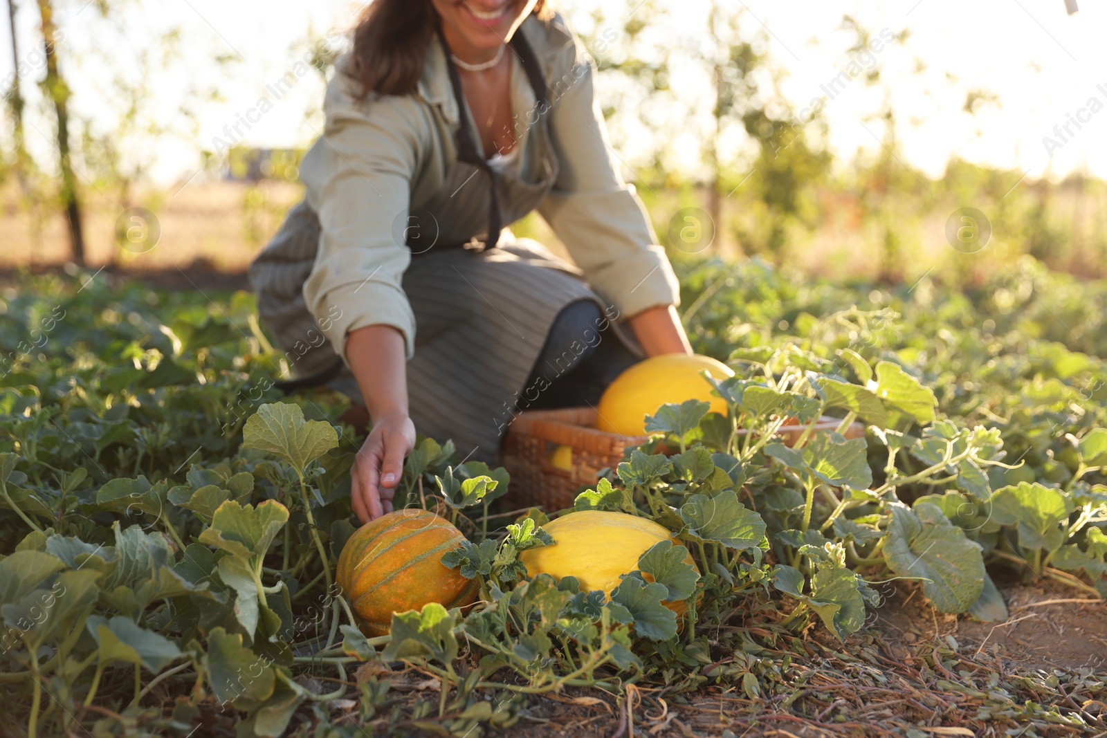 Photo of Woman picking ripe melons in field, closeup