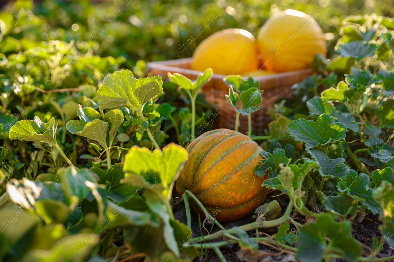 Photo of Fresh ripe melons growing in field, selective focus